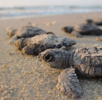 Small baby turtles on a beach.