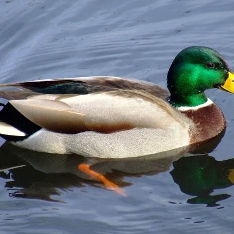 Test